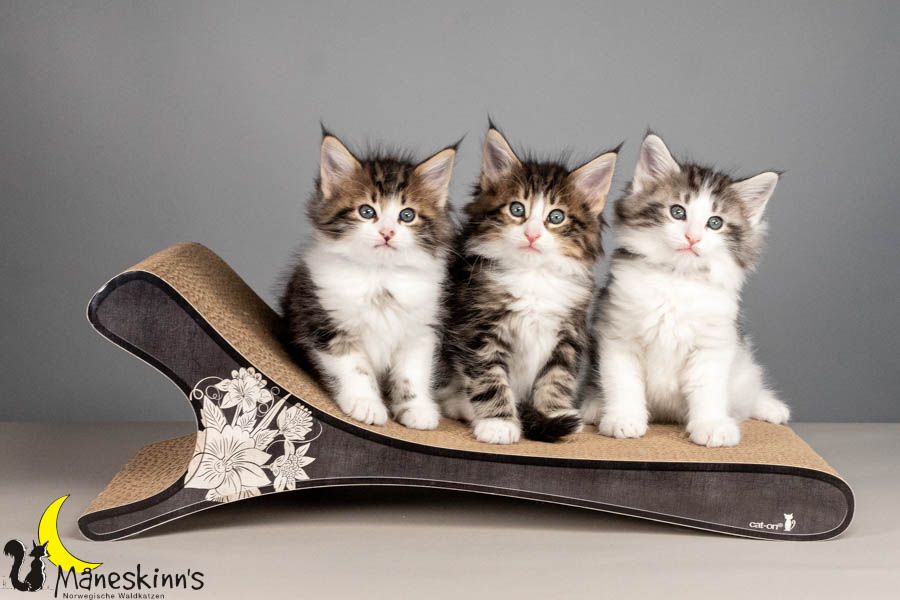 Wurf V (50 Tage alt)