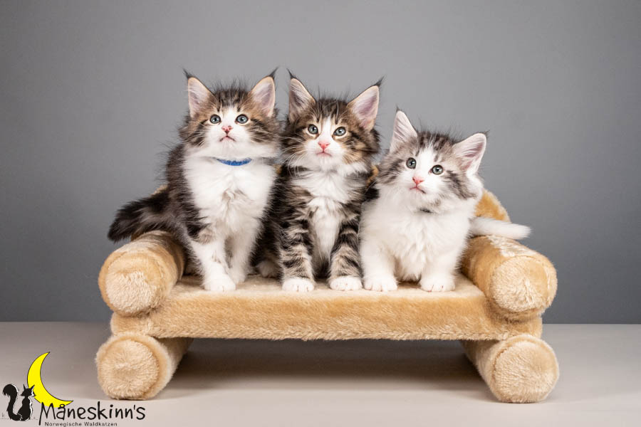 Wurf V (56 Tage alt)