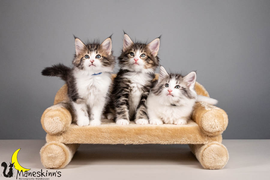 Wurf V (56 Tage alt)