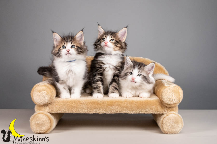 Wurf V (56 Tage alt)