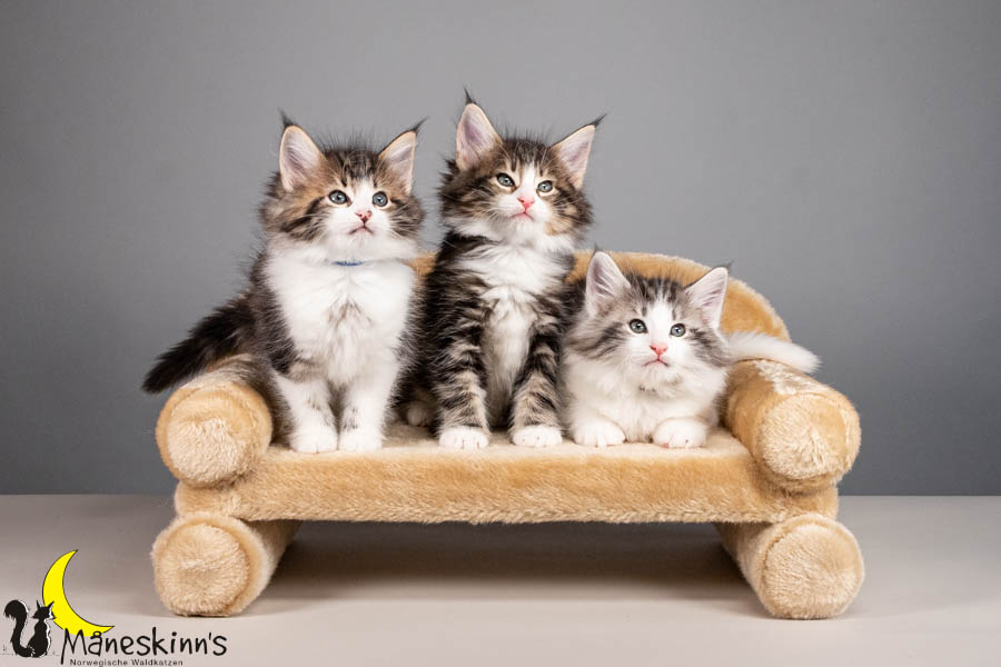 Wurf V (56 Tage alt)