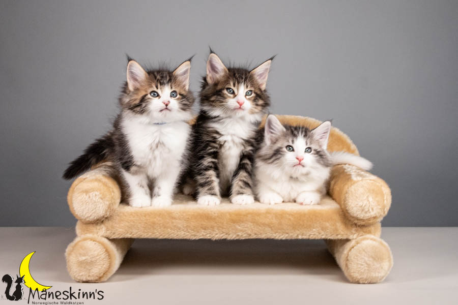 Wurf V (56 Tage alt)