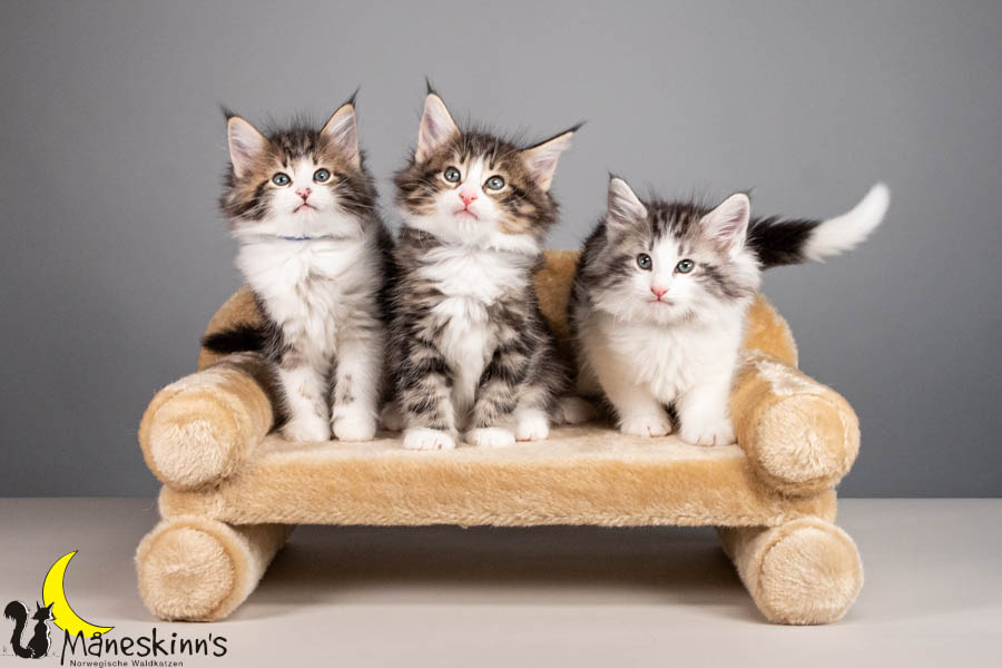 Wurf V (56 Tage alt)