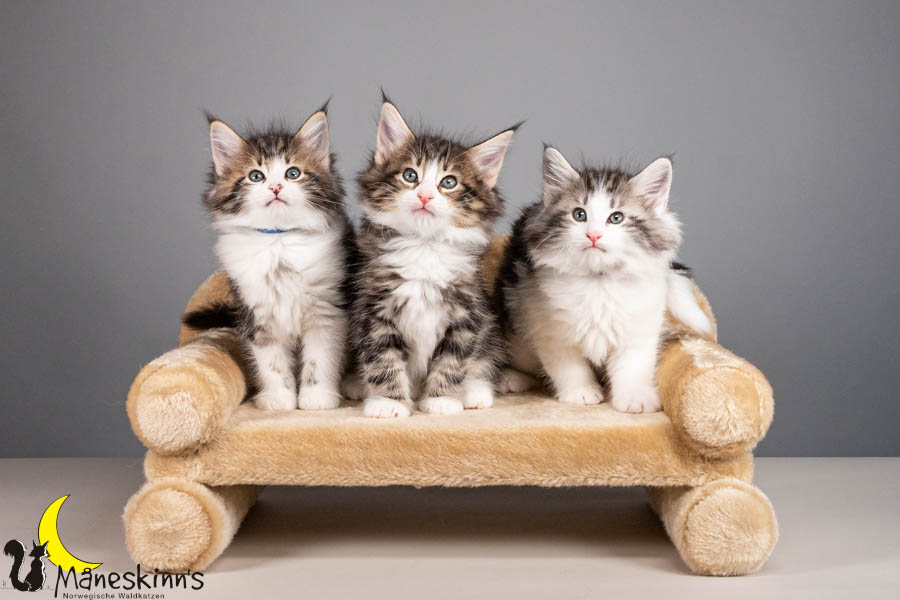 Wurf V (56 Tage alt)