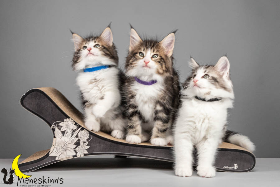 Wurf V (64 Tage alt)