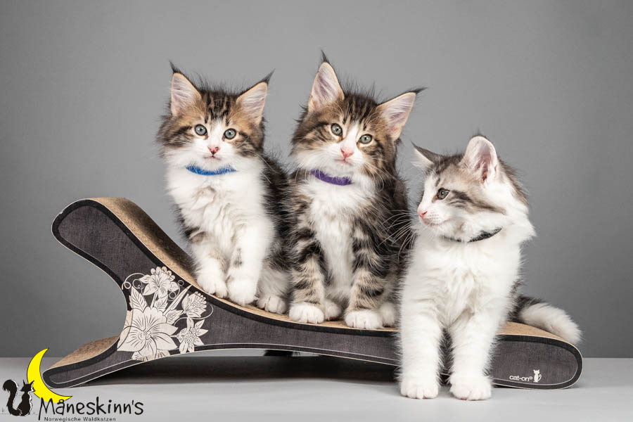 Wurf V (64 Tage alt)