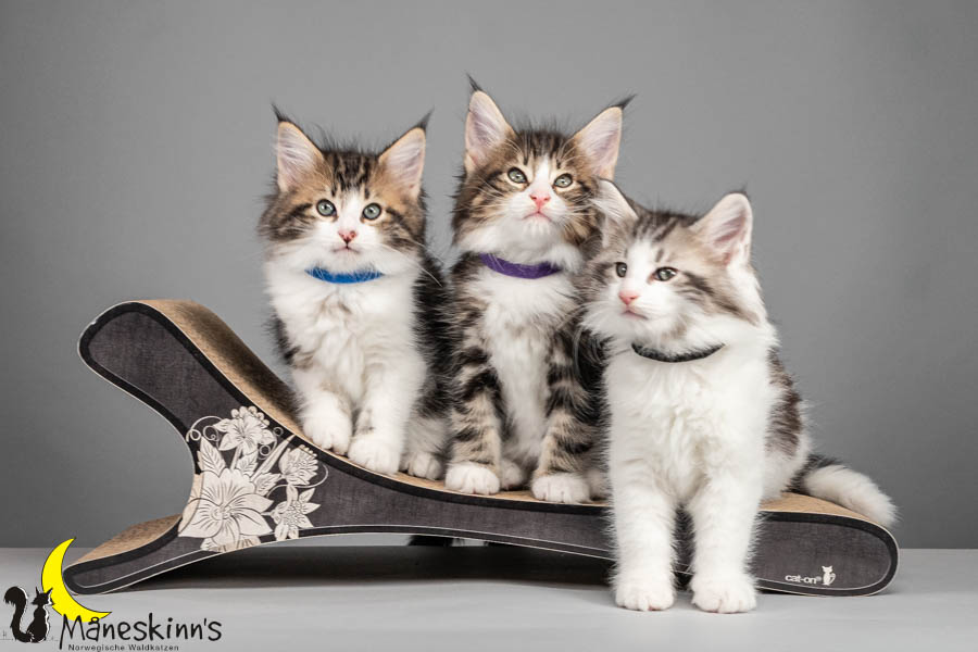 Wurf V (64 Tage alt)