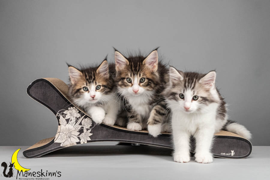 Wurf V (64 Tage alt)