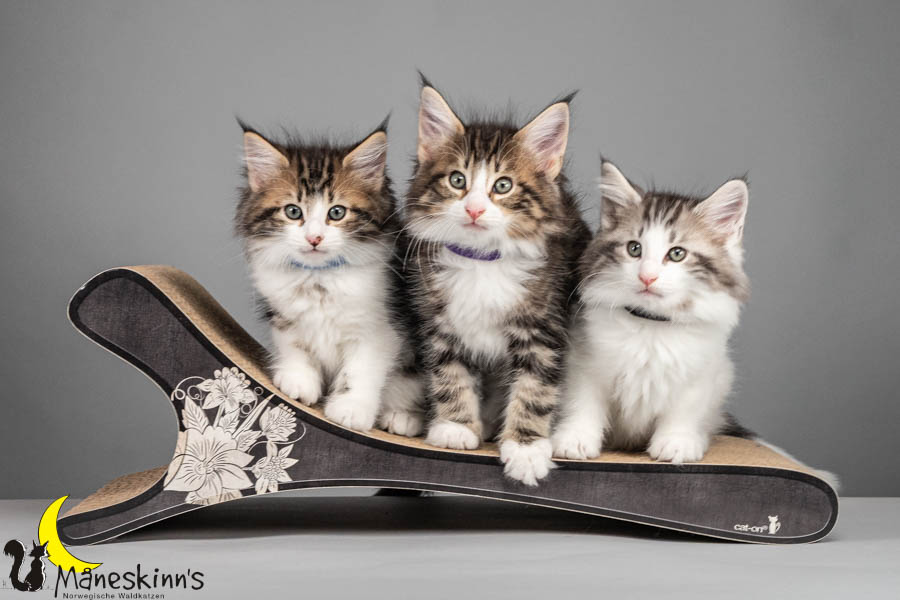 Wurf V (64 Tage alt)