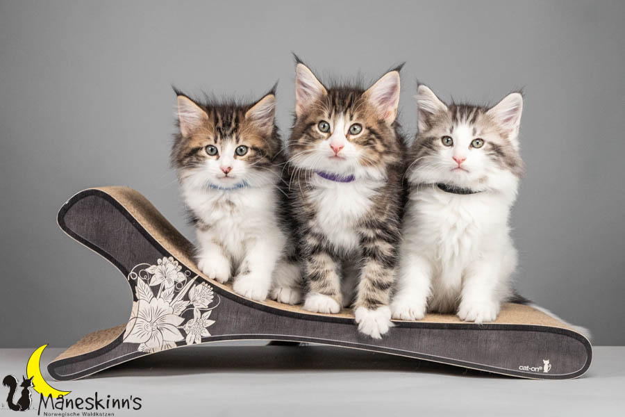 Wurf V (64 Tage alt)