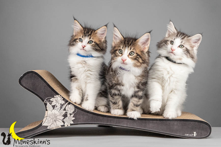 Wurf V (64 Tage alt)