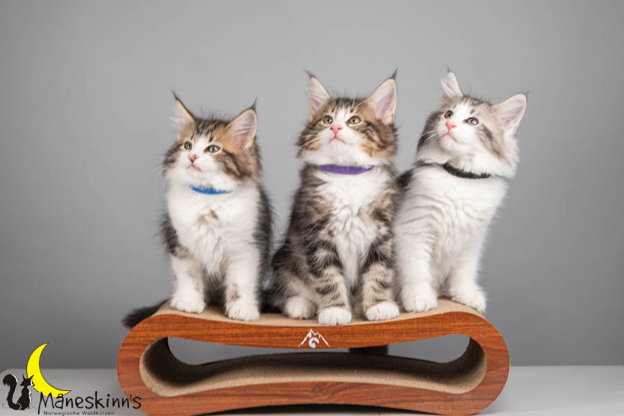 Wurf V (71 Tage alt)