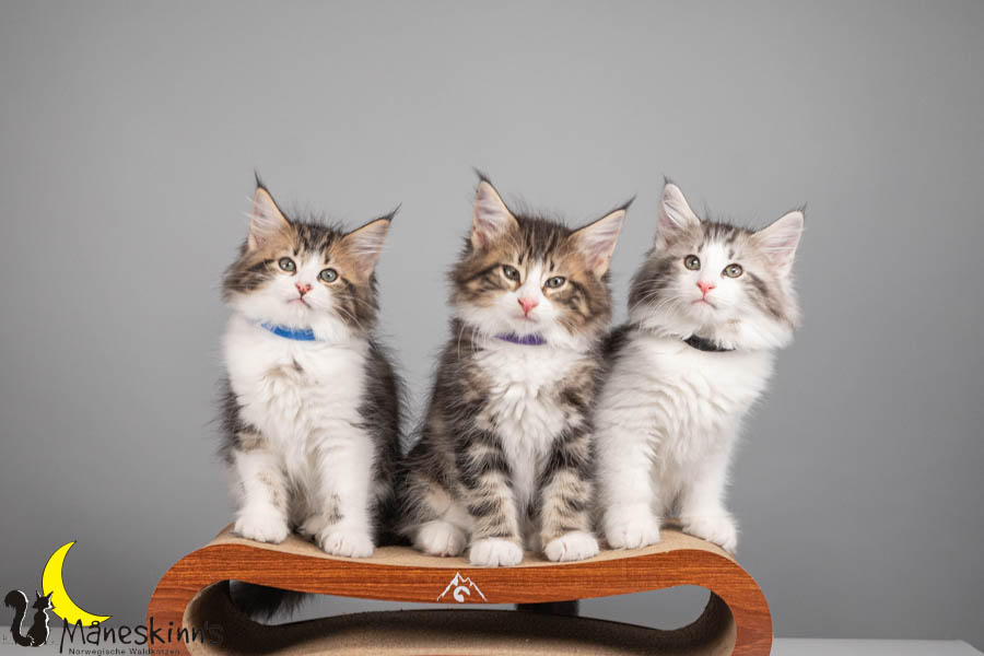 Wurf V (71 Tage alt)