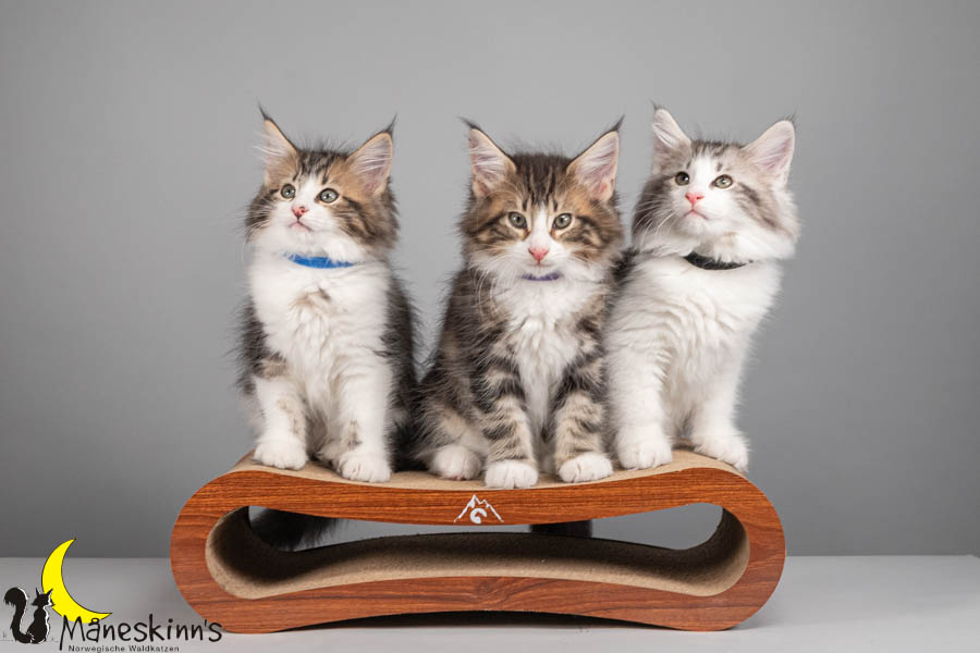 Wurf V (71 Tage alt)