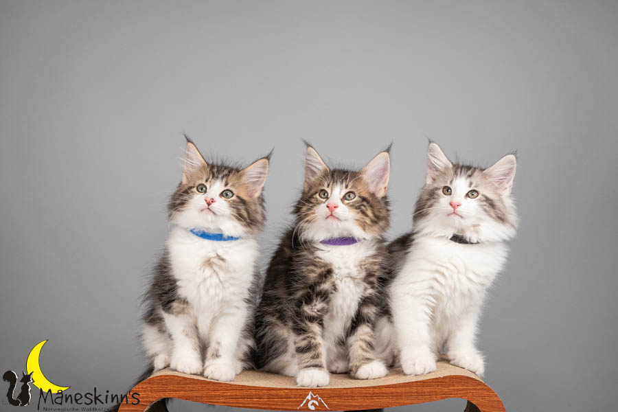 Wurf V (71 Tage alt)