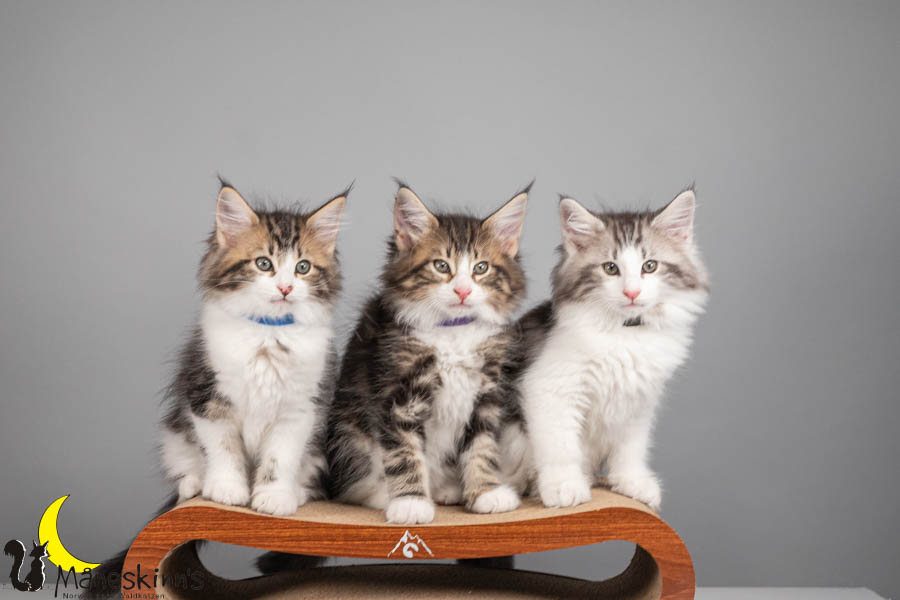 Wurf V (71 Tage alt)