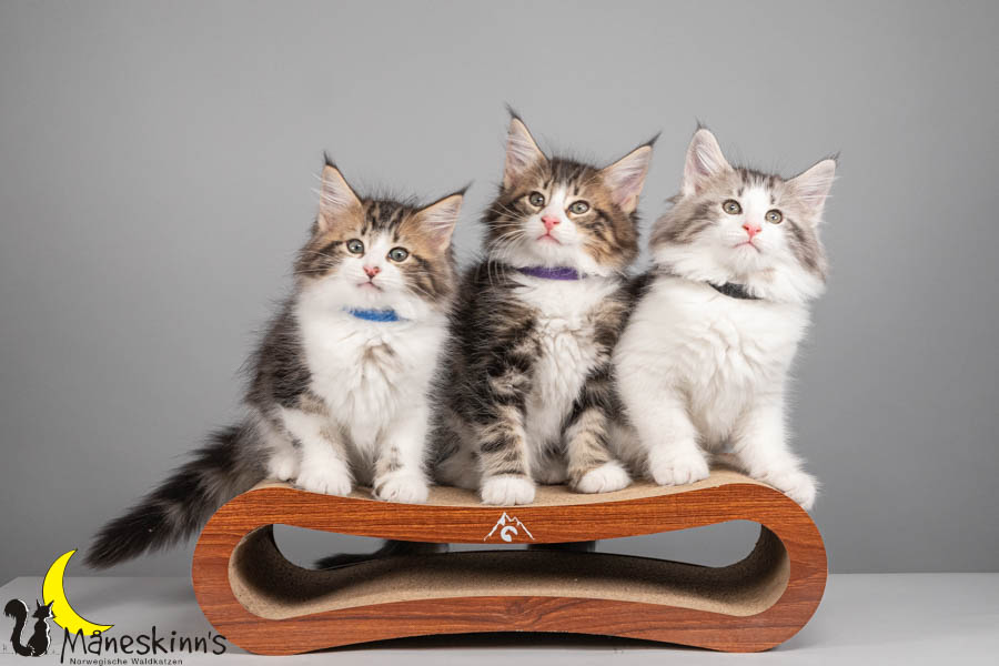 Wurf V (71 Tage alt)