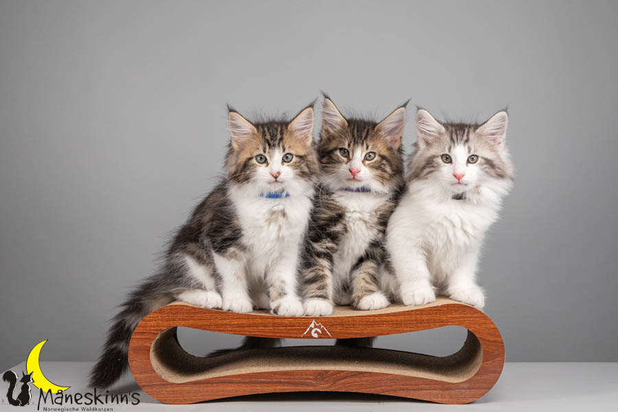 Wurf V (71 Tage alt)