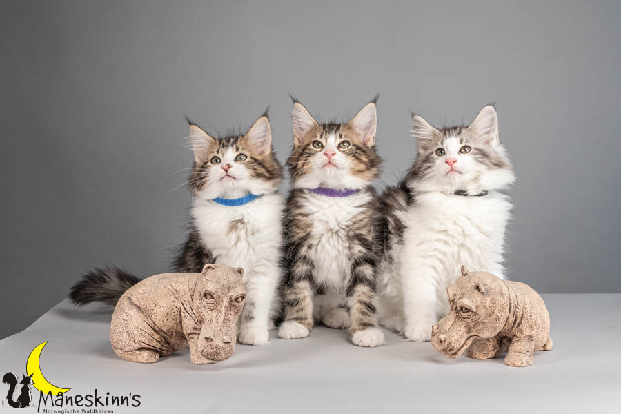 Wurf V (77 Tage alt)