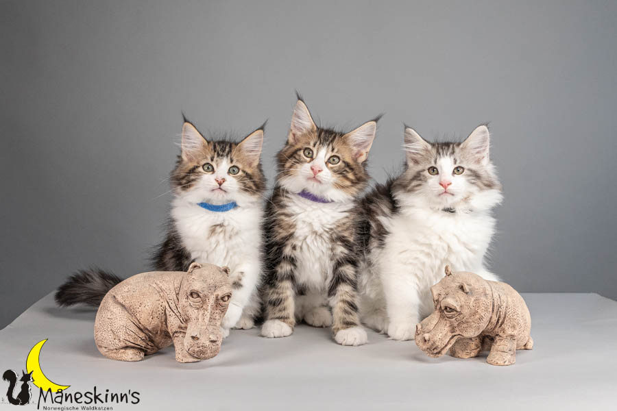 Wurf V (77 Tage alt)