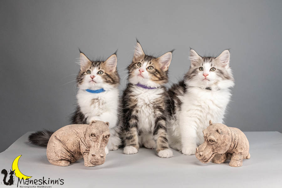 Wurf V (77 Tage alt)