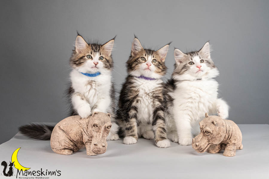 Wurf V (77 Tage alt)