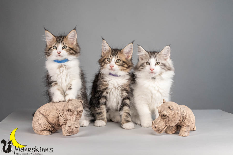 Wurf V (77 Tage alt)