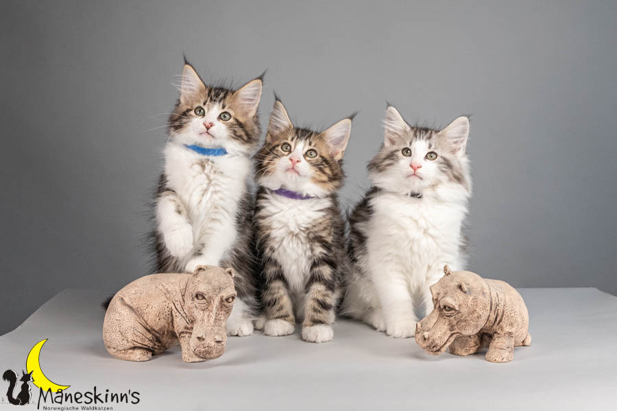 Wurf V (77 Tage alt)