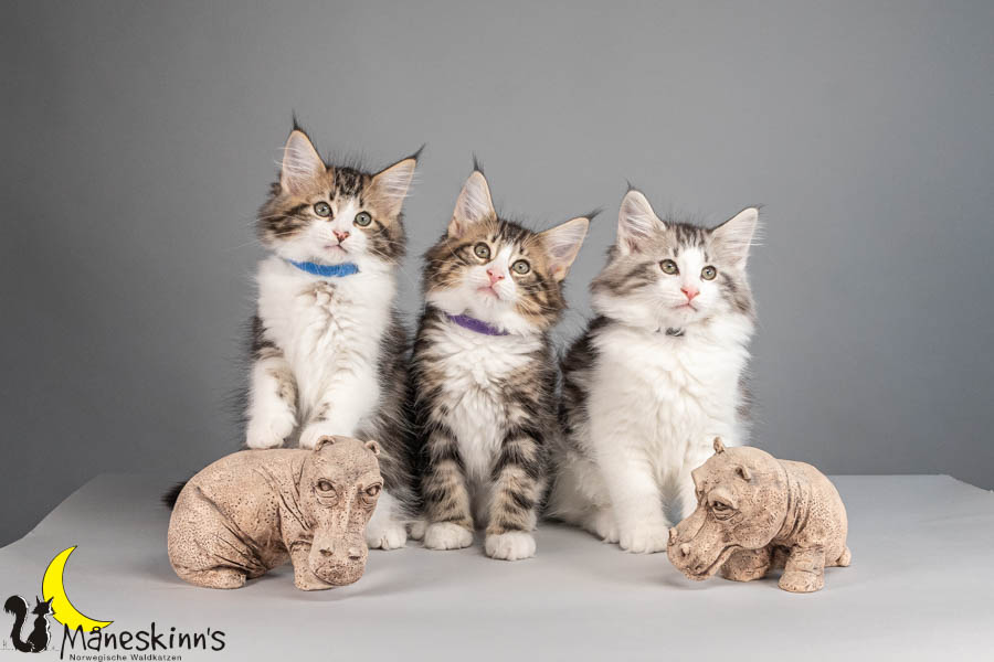 Wurf V (77 Tage alt)