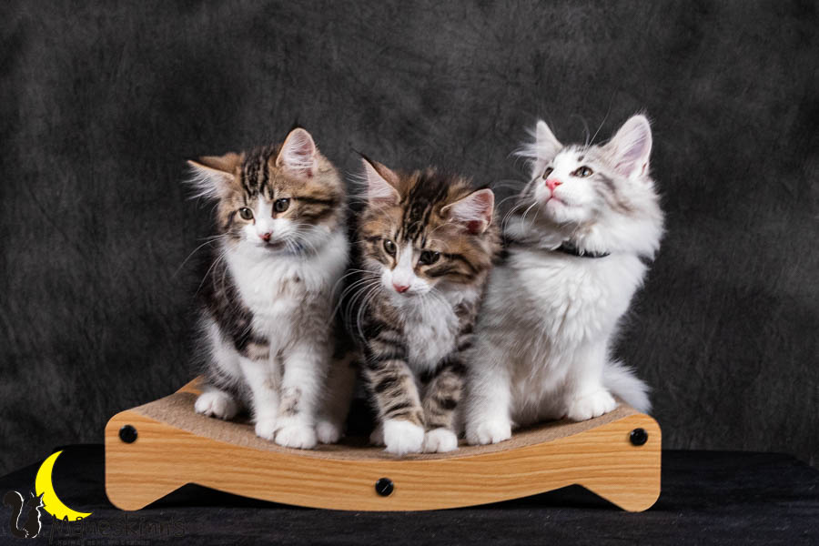 Wurf V (84 Tage alt)