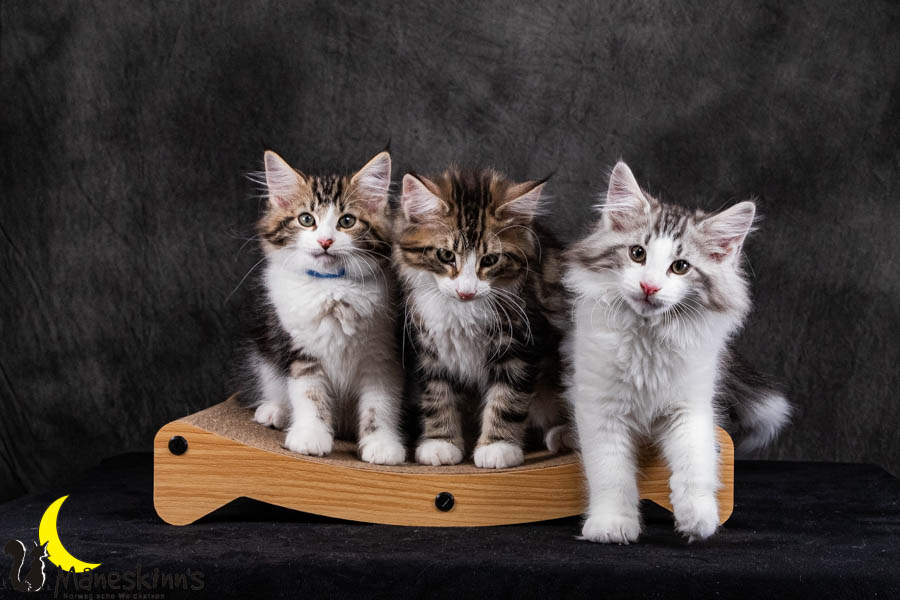 Wurf V (84 Tage alt)