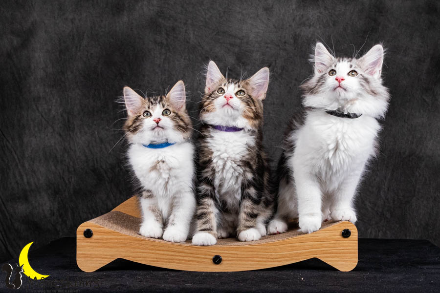 Wurf V (84 Tage alt)