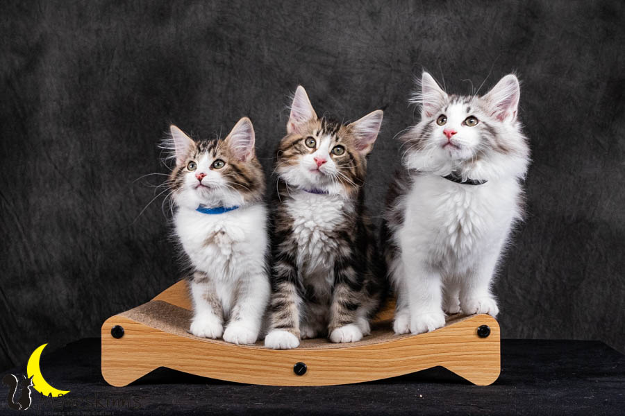 Wurf V (84 Tage alt)