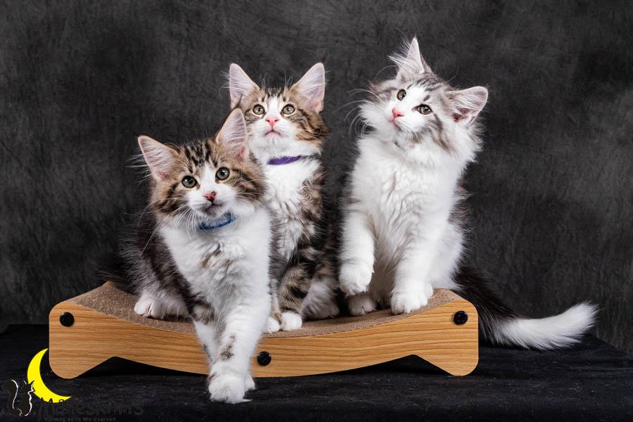 Wurf V (84 Tage alt)