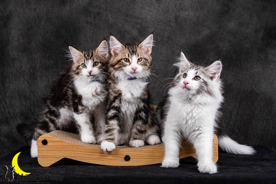 Wurf V (84 Tage alt)