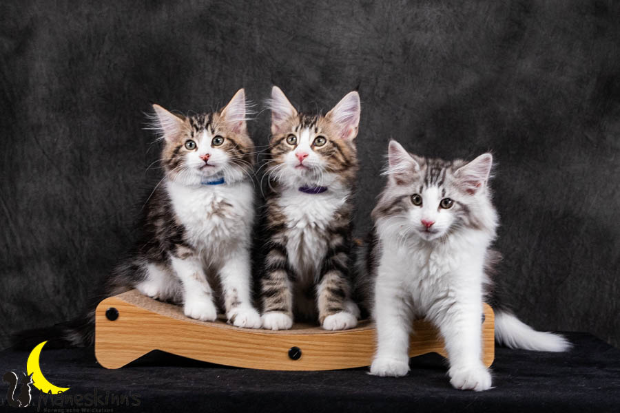 Wurf V (84 Tage alt)