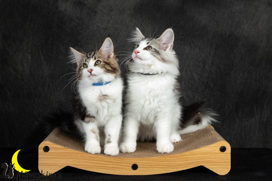 Wurf V (91 Tage alt)