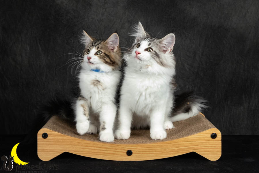 Wurf V (91 Tage alt)