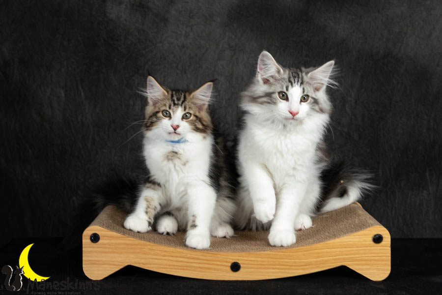 Wurf V (91 Tage alt)