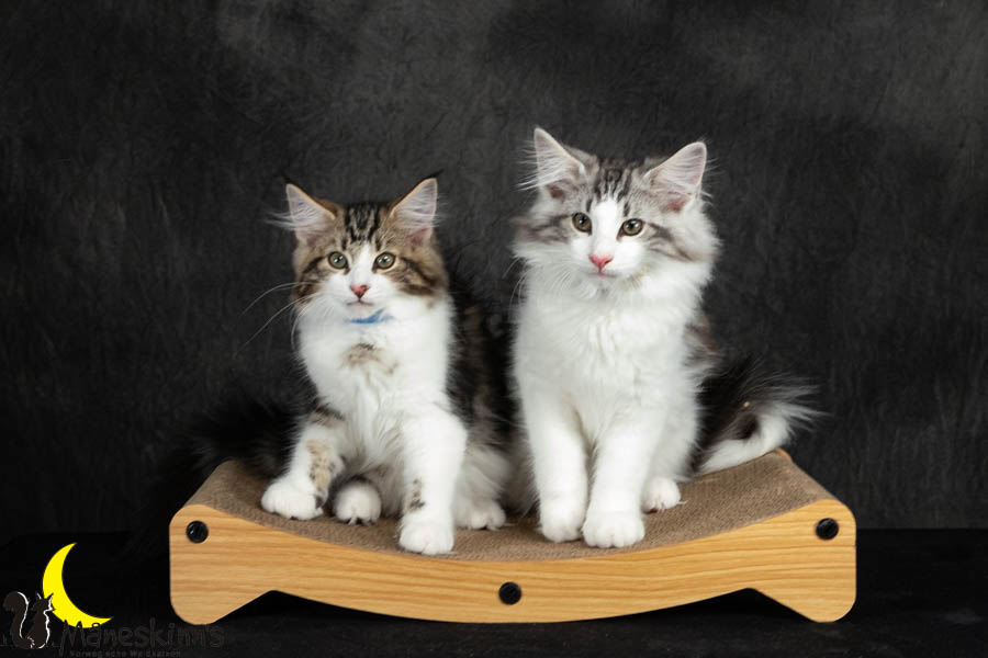 Wurf V (91 Tage alt)