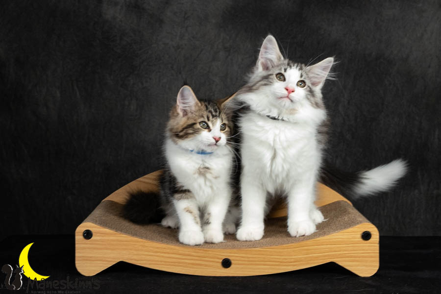 Wurf V (91 Tage alt)