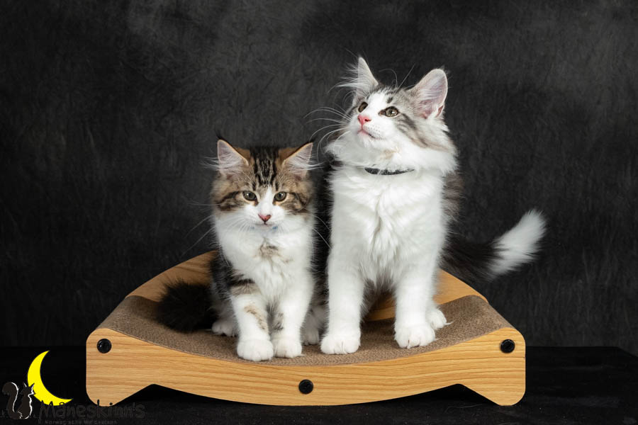 Wurf V (91 Tage alt)