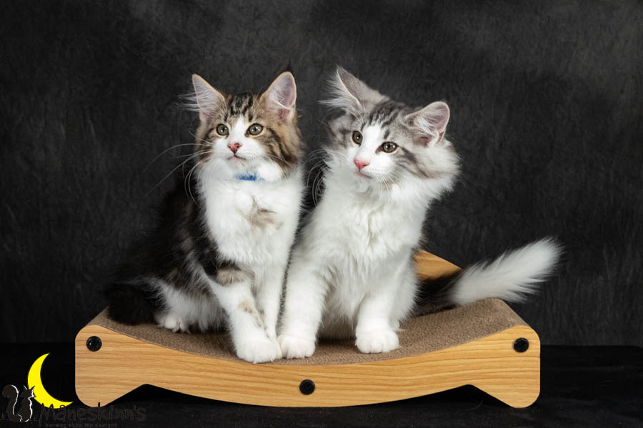 Wurf V (91 Tage alt)