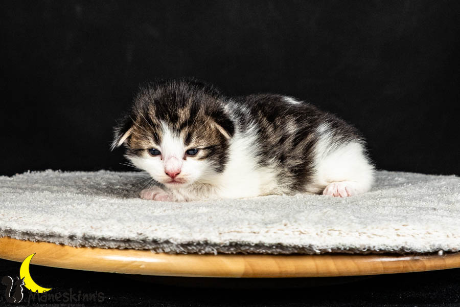 Valdor (15 Tage alt)