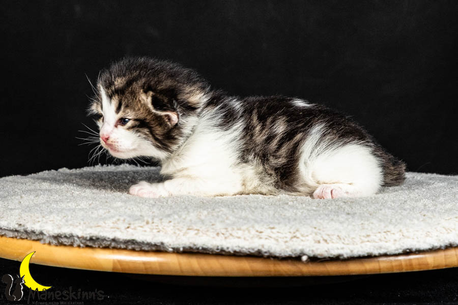 Valdor (15 Tage alt)