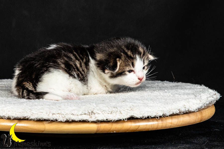 Valdor (15 Tage alt)