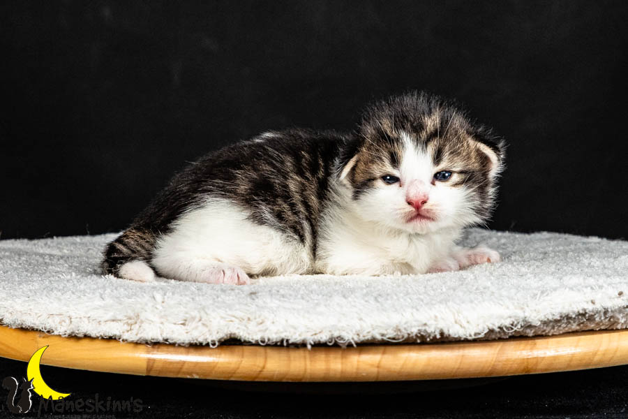 Valdor (15 Tage alt)