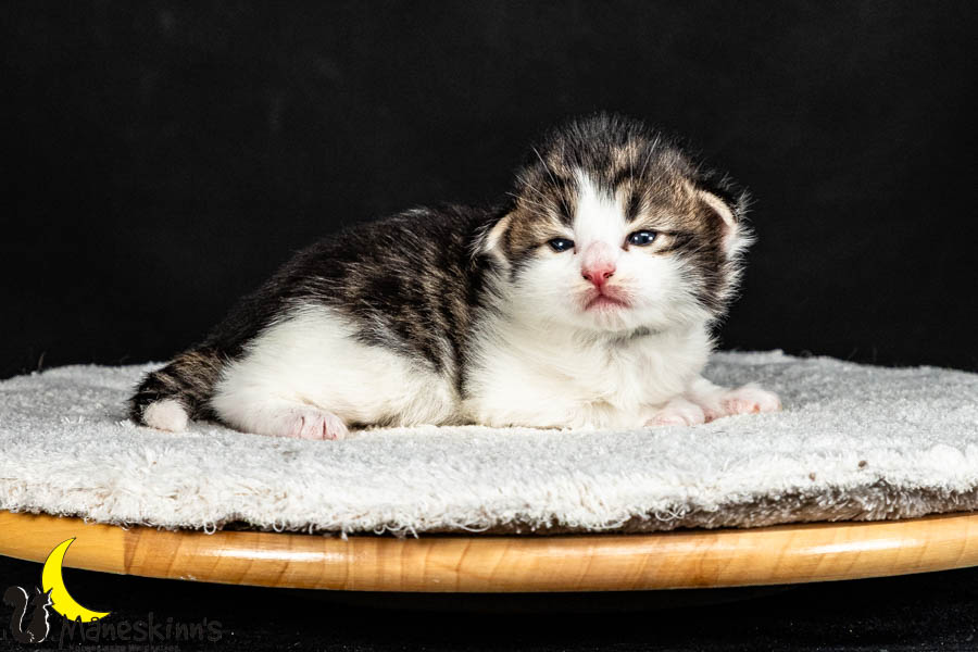 Valdor (15 Tage alt)