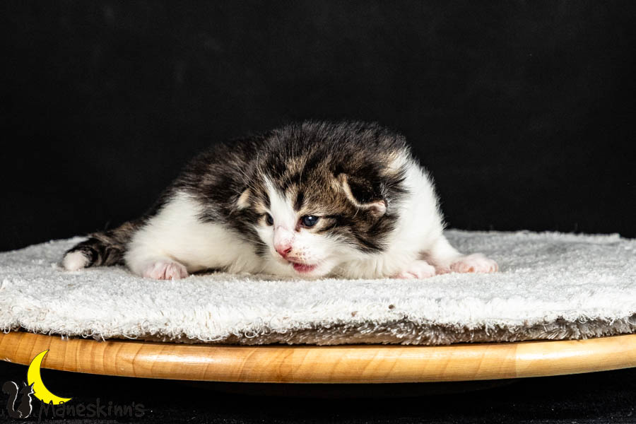 Valdor (15 Tage alt)