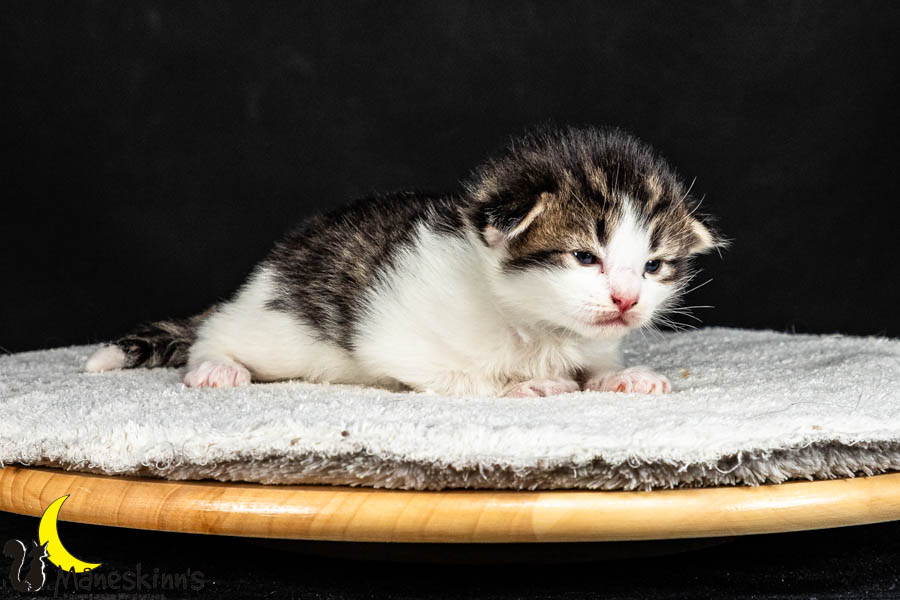 Valdor (15 Tage alt)